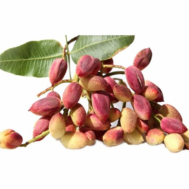 قیمت پسته خام + فروش ویژه